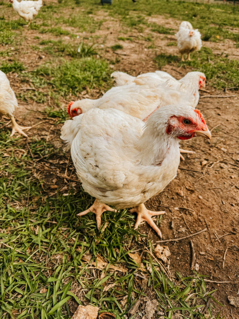 Chickens for meat on green grass