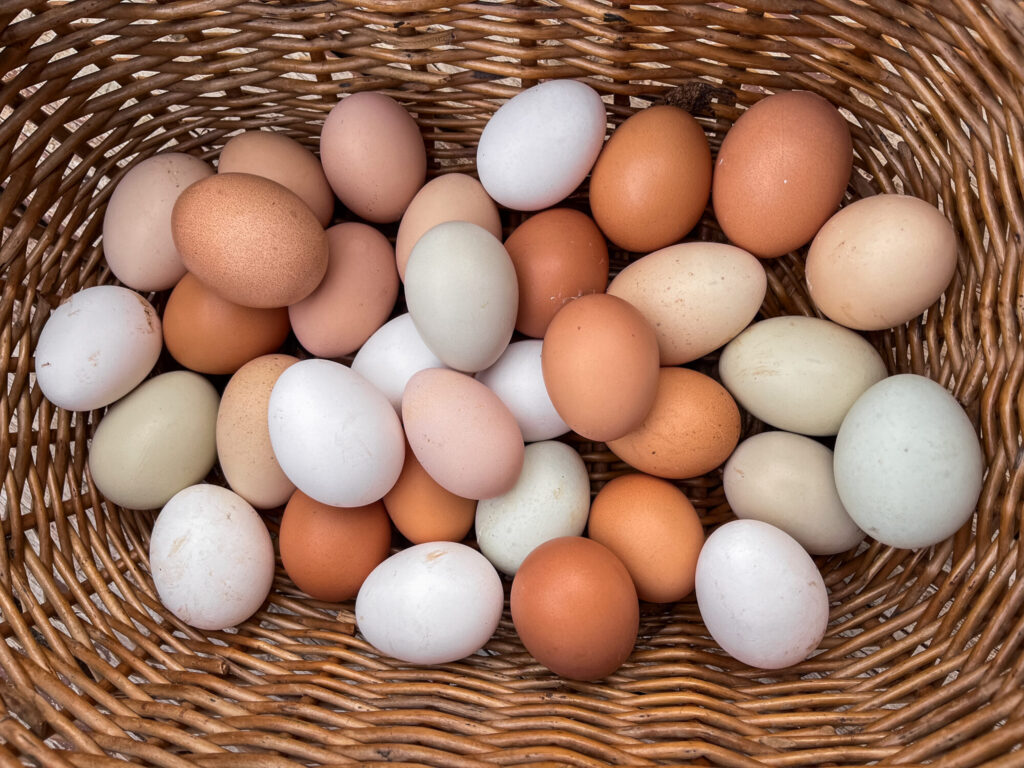 multicolored chicken eggs in a basket