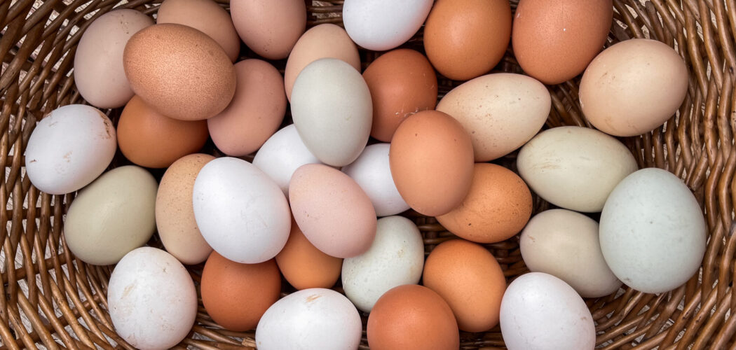 Why Did My Chickens Stop Laying Eggs? 10 Common Reasons