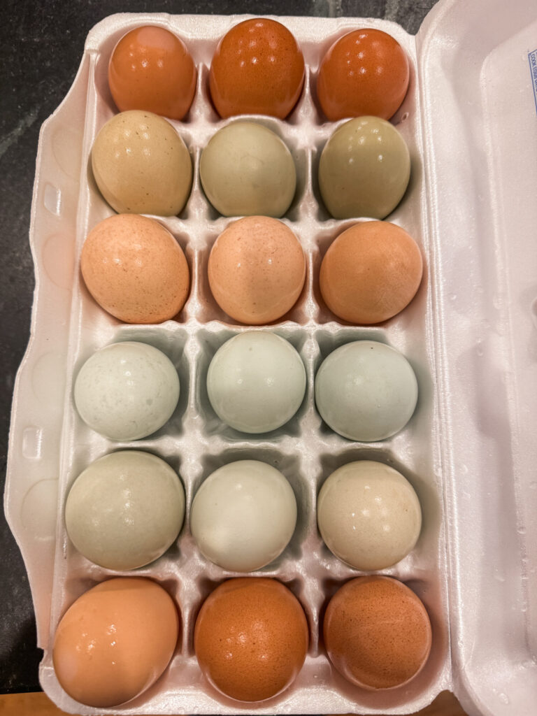 Multiple chicken eggs in a carton
